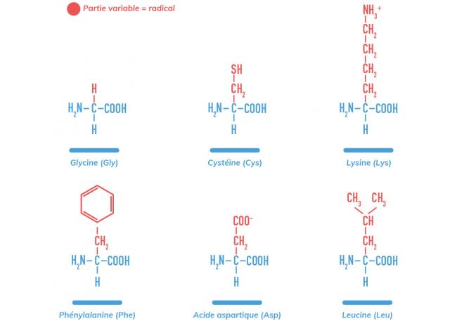 Formule Des Acides Aminés www.pensersante.fr